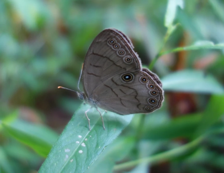 two erflies on a green leaf in the wild