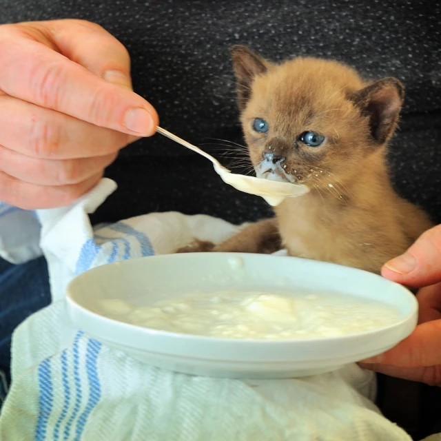 a small cat eating food from a bowl with a spoon