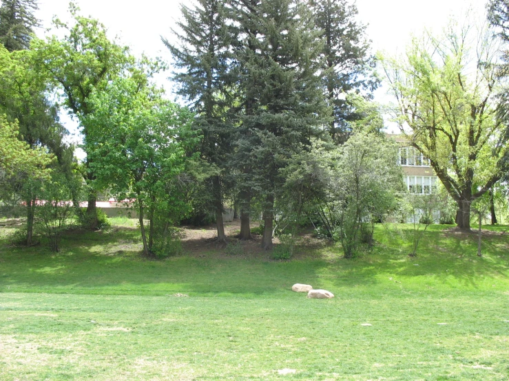 a pig lying on the ground in front of trees