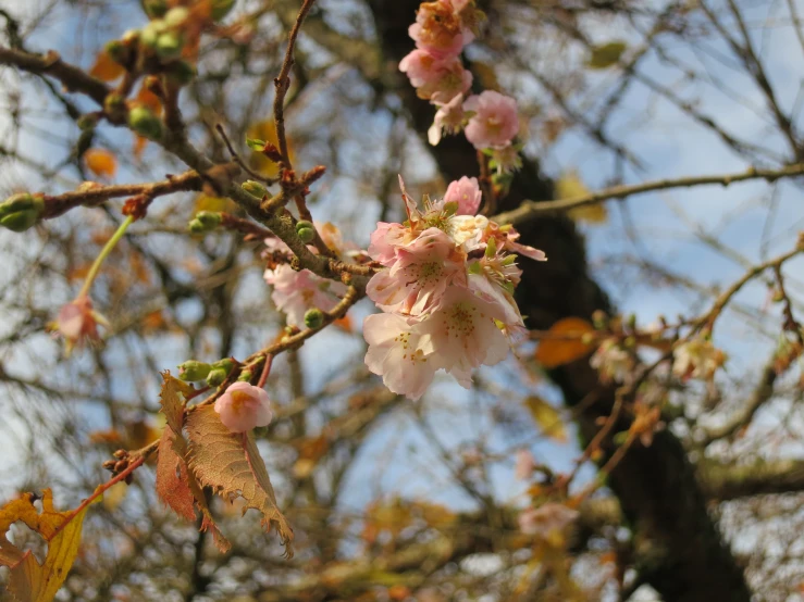 a peach blossom in spring time on tree nches