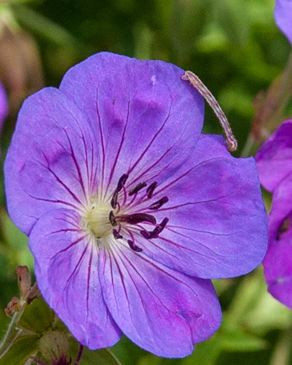 a very pretty purple flower with some big petals