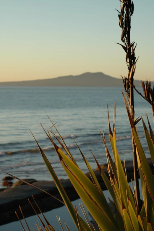 an agium plant with a view of the ocean in the background