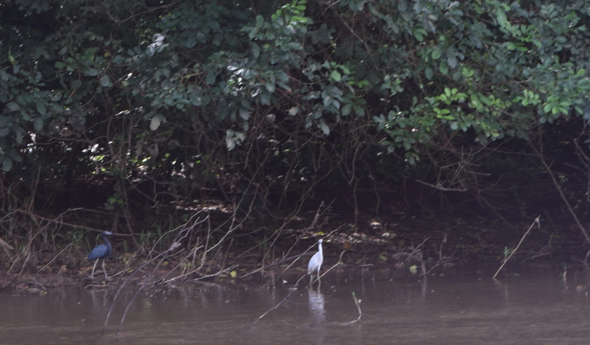 two blue and white birds sitting in water by trees