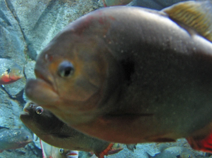 a big fish is eating some food from its mouth