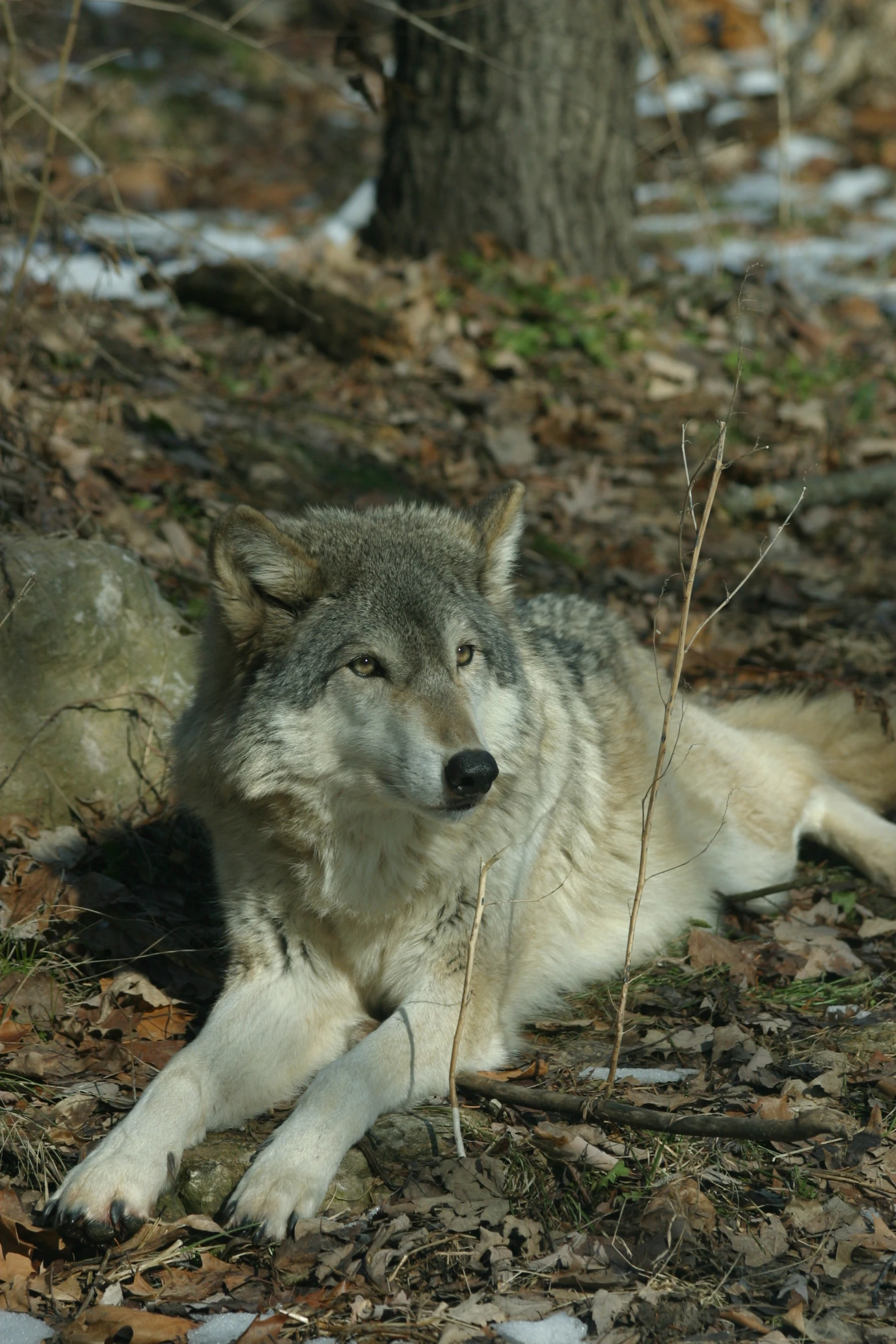 a wolf laying on the ground in the woods