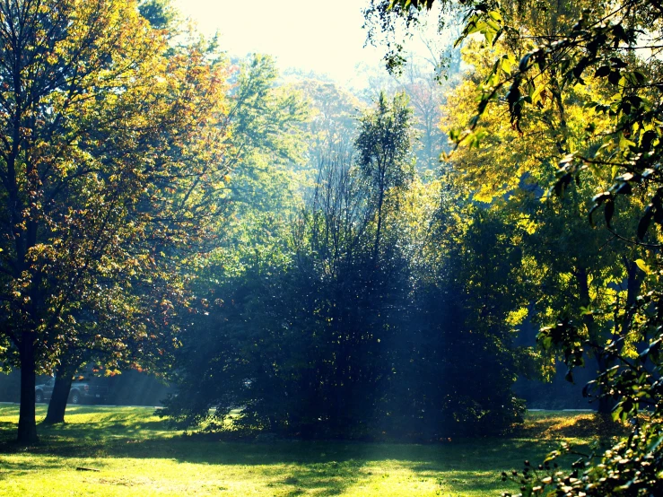 sun peeking through the trees in a lush park