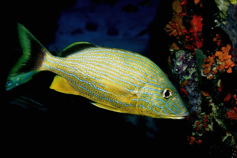 a blue and yellow striped fish is near corals