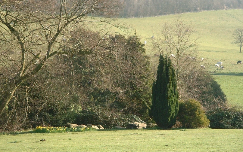 a green field with animals and trees and a lone bench