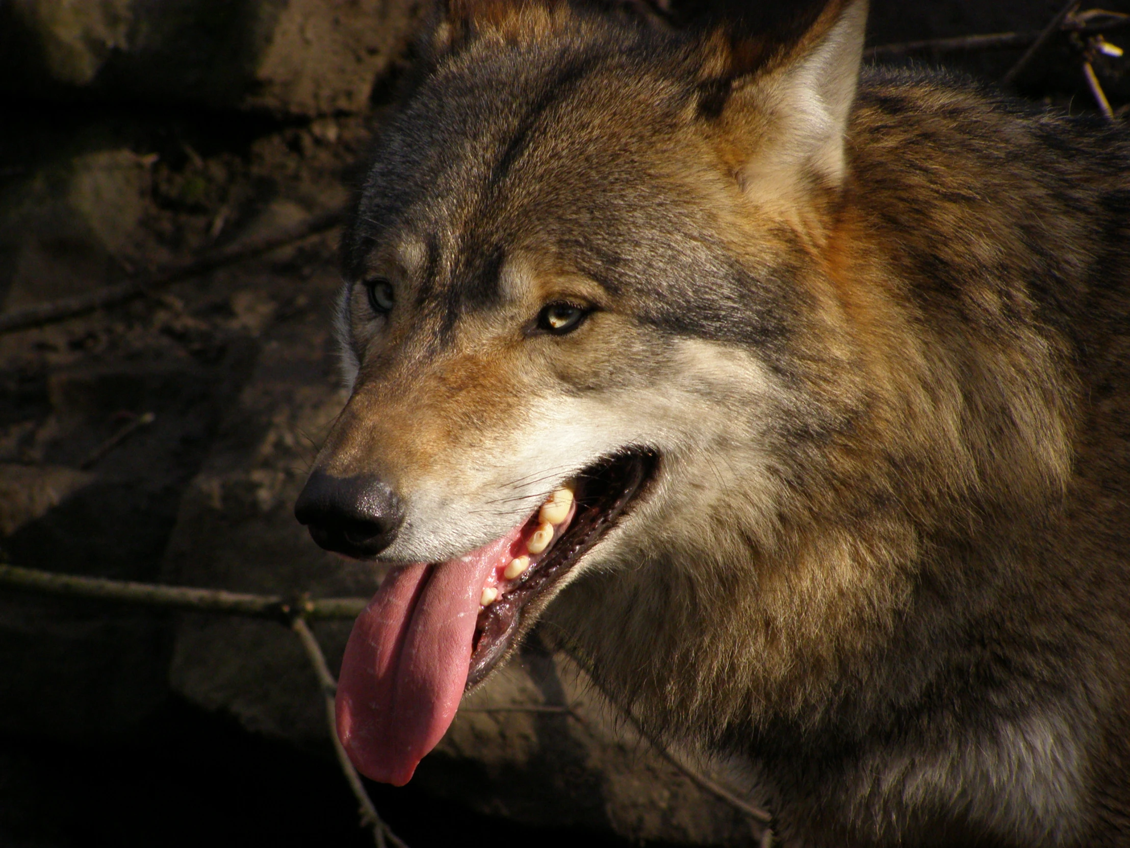 a wolf with his mouth open showing the tongue and his long red teeth