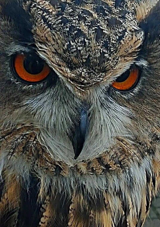 an owl with red eyes has orange colored eyes