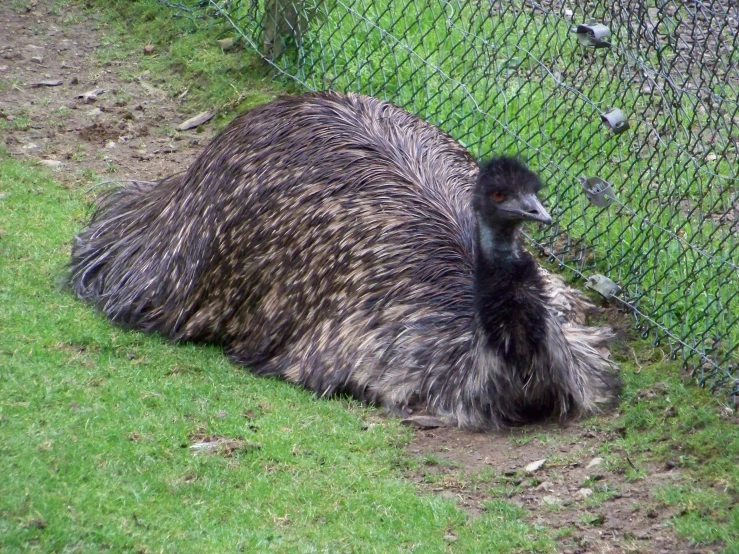 an emu sitting next to a chain link fence
