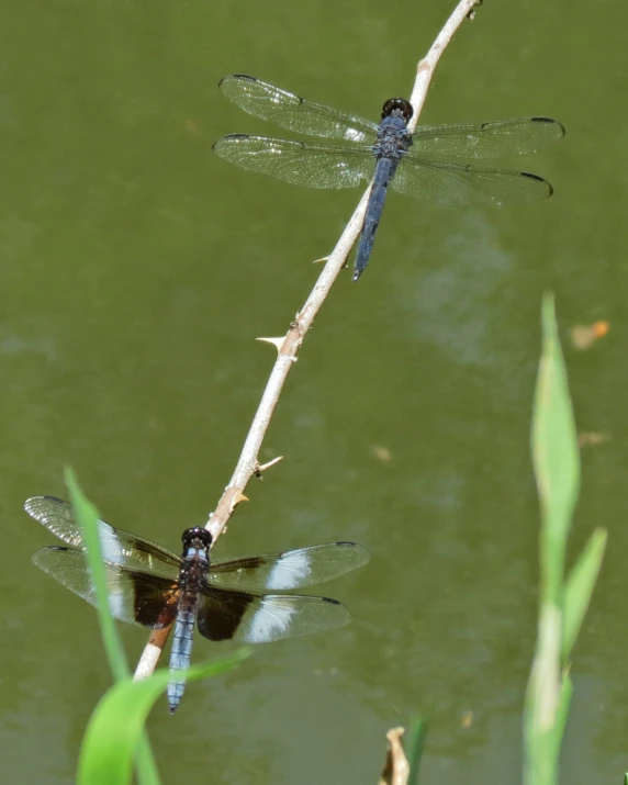 a couple of small blue and brown dragonflies on top of a nch