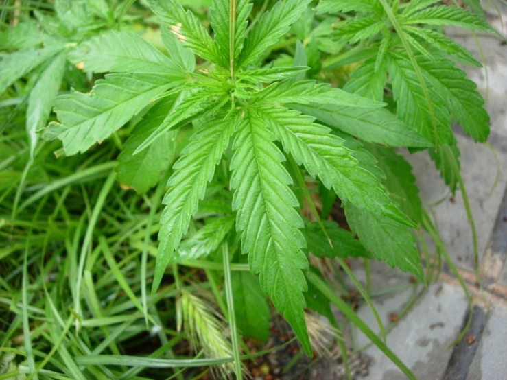 a large green weed has fallen into the ground