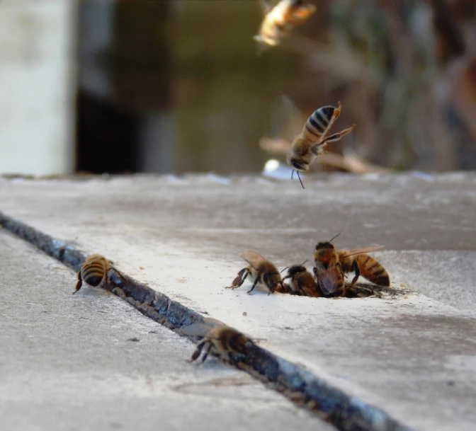 a group of bees on concrete eating at the ground