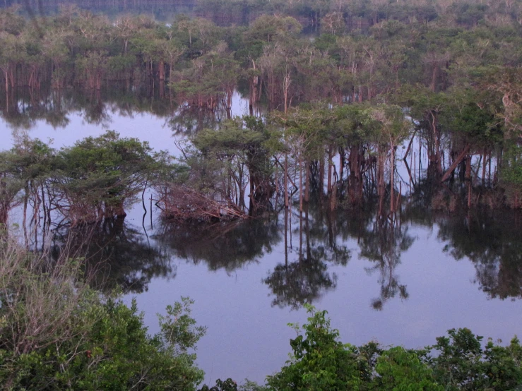 a tree filled swamp with very many trees