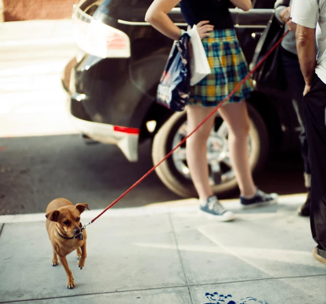 a brown dog is walking on a leash on a street