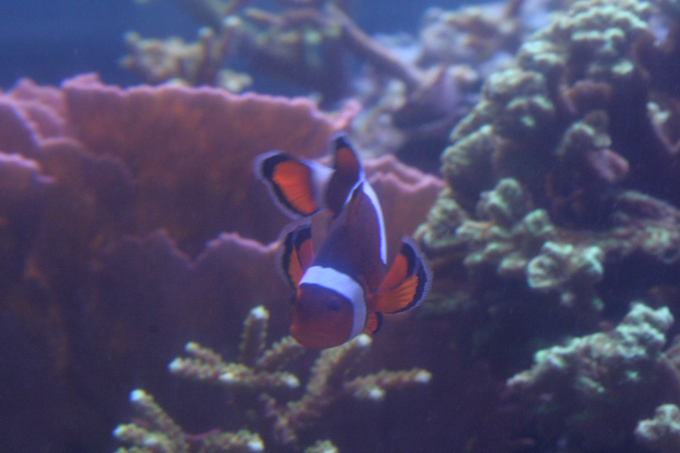 an orange and white clown in an aquarium next to other corals