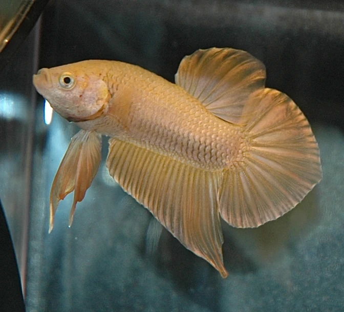 the yellow betheb is in an aquarium, ready for its next feeding