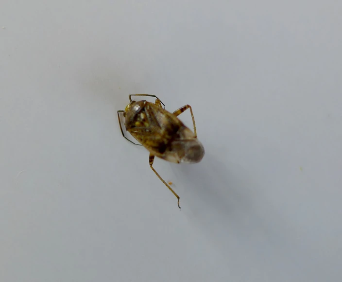 a spider on white surface in the middle of it's body