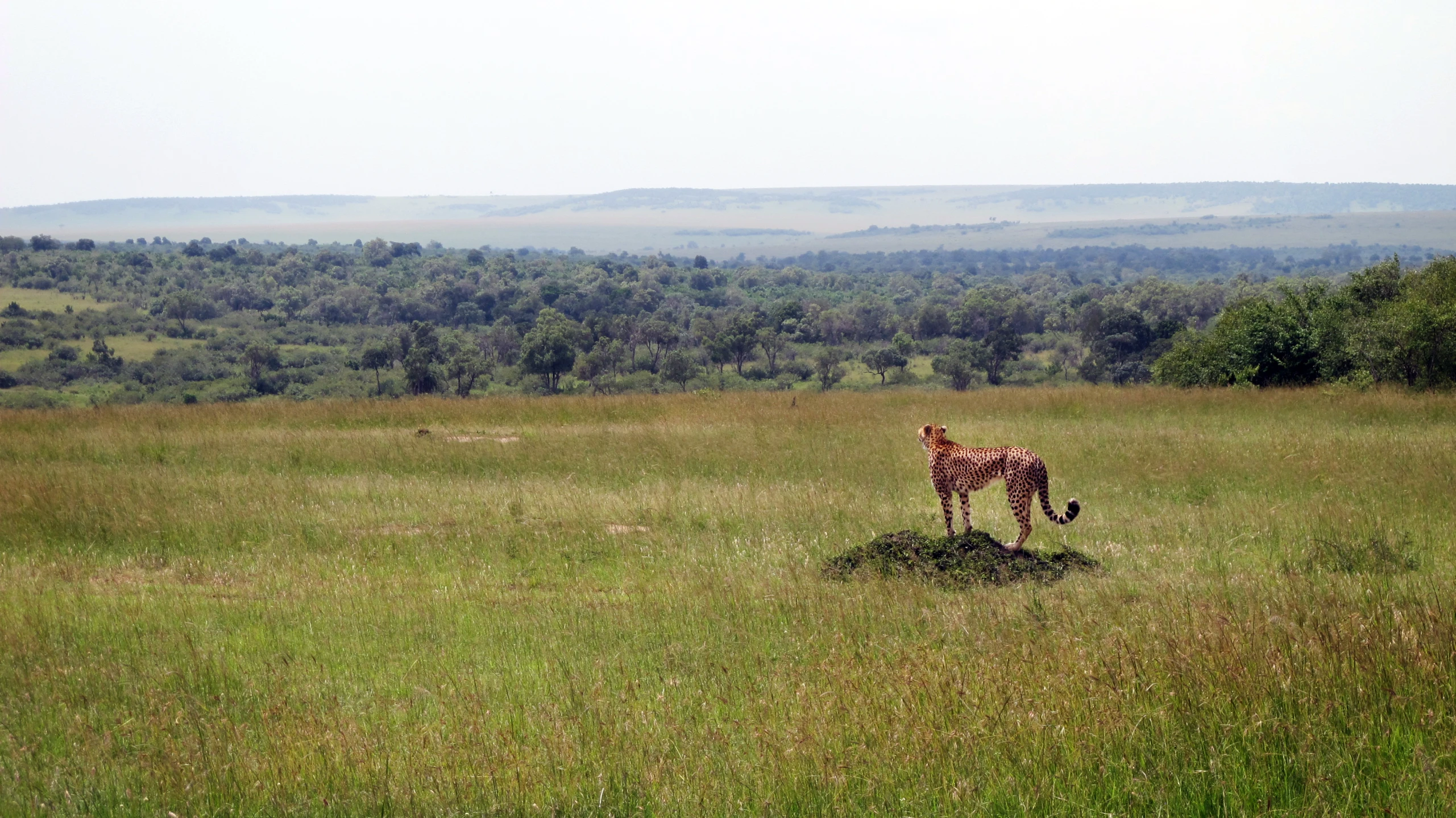 a giraffe standing in the middle of a field