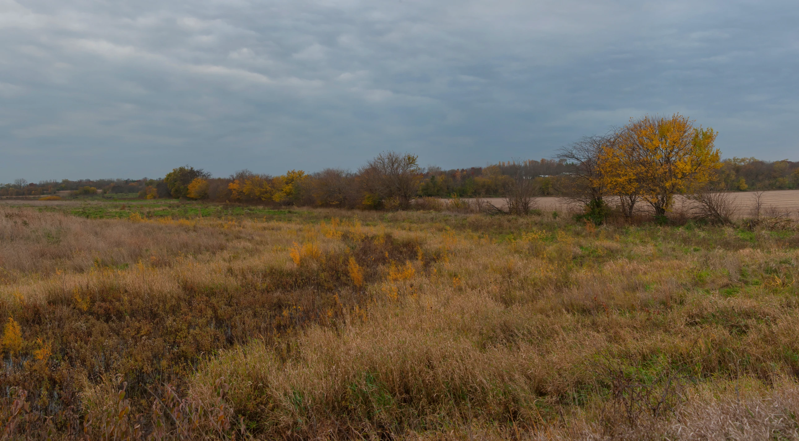 a large open field with trees on both sides