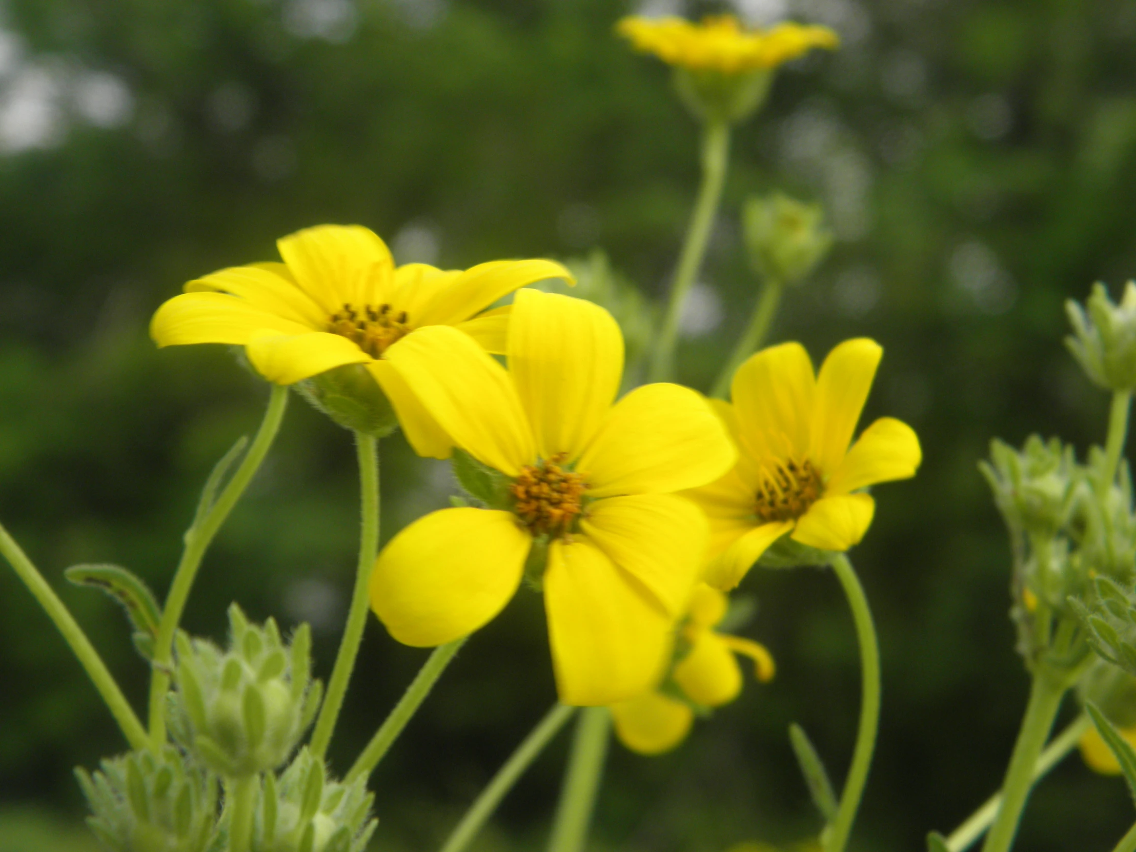 yellow wildflowers growing in green field with blurry background