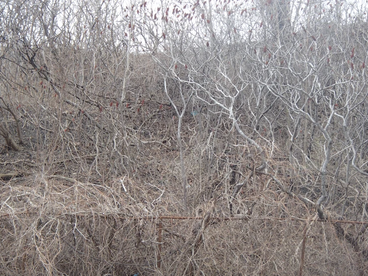 tree covered hillside with lots of nches on it