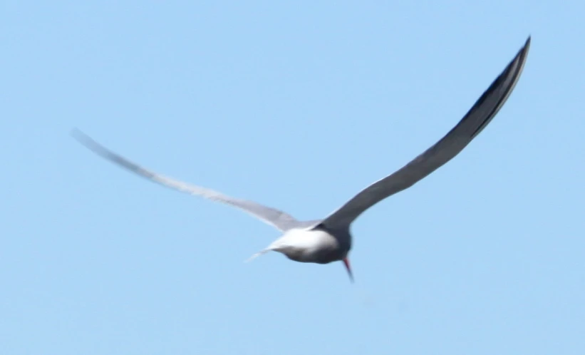 a black and white bird flying against a blue sky