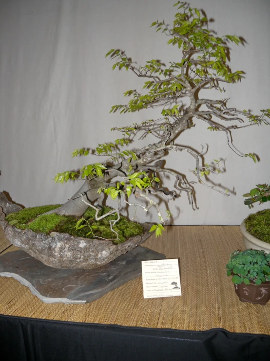 a bonsai tree that is next to a rock and a plaque