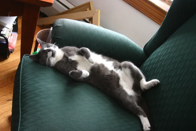 a cat stretched out on its back with  out