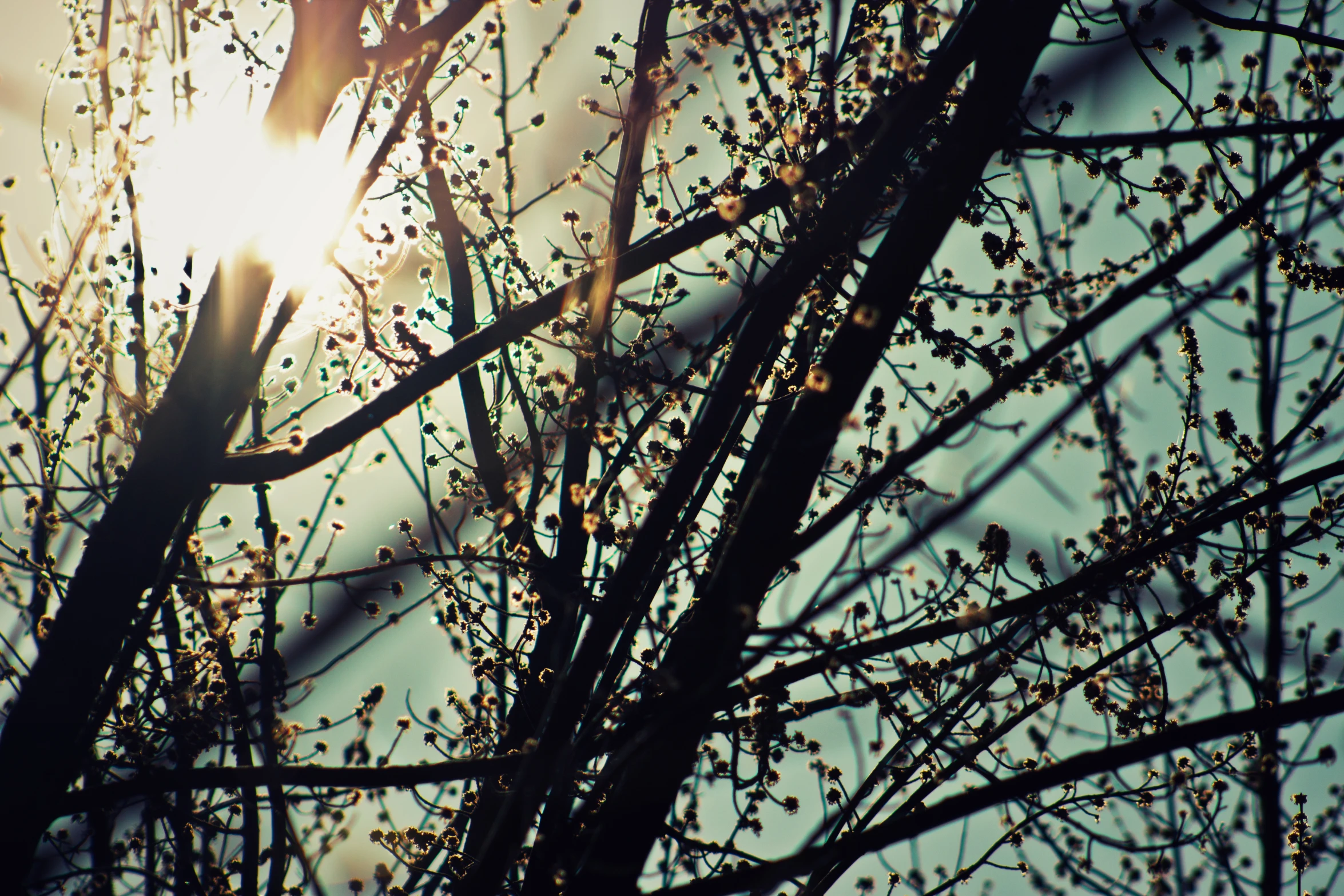 nches, twigs and leaves with the sun shining through