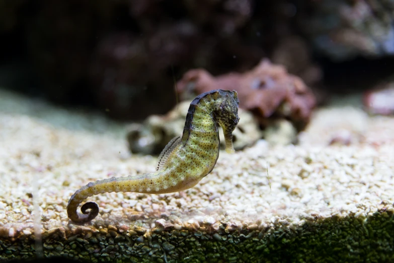 a small fish swims along a rocky area