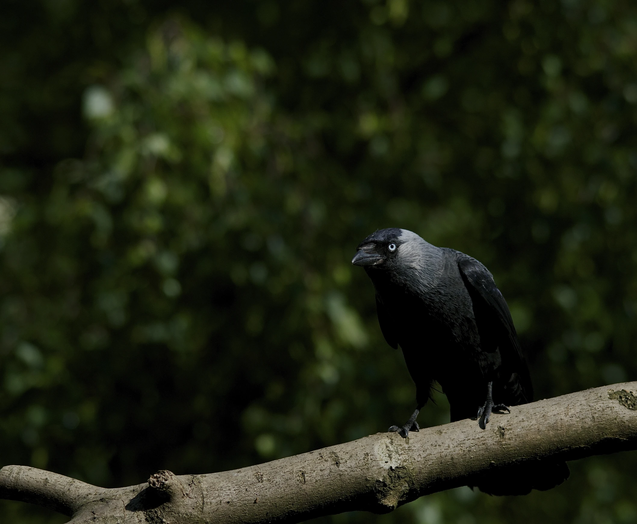 a black bird perched on a nch looking away