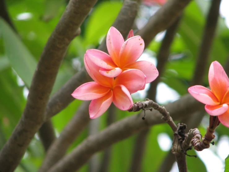 a close up of two flowers on a tree nch