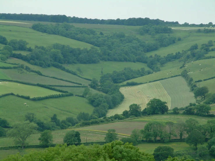 a green pasture with animals on it and a sky background