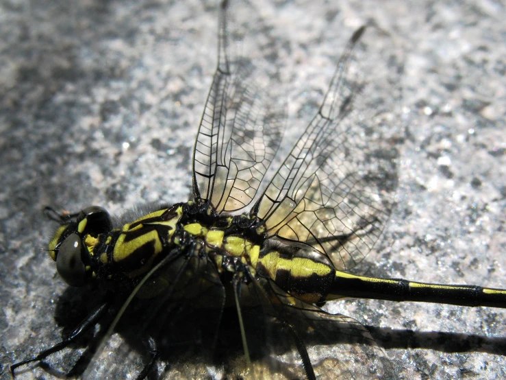 close up s of a yellow and black dragonfly