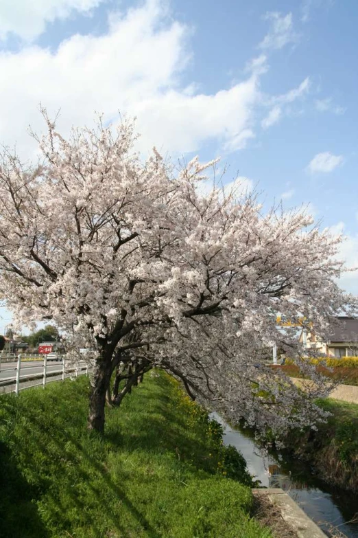 a tree with pink flowers next to a road and a river