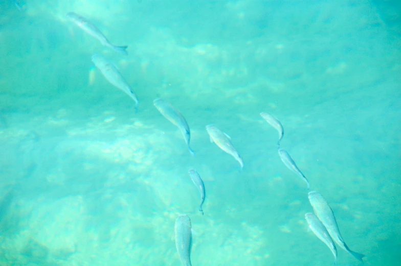 a large number of fish are swimming in the water