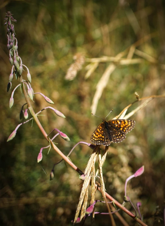 the erflies are sitting on the purple flowers