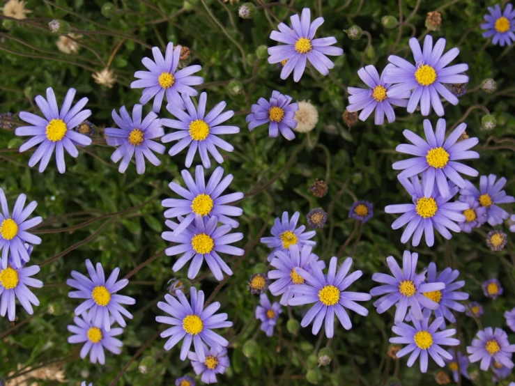 many small purple flowers with yellow center on them