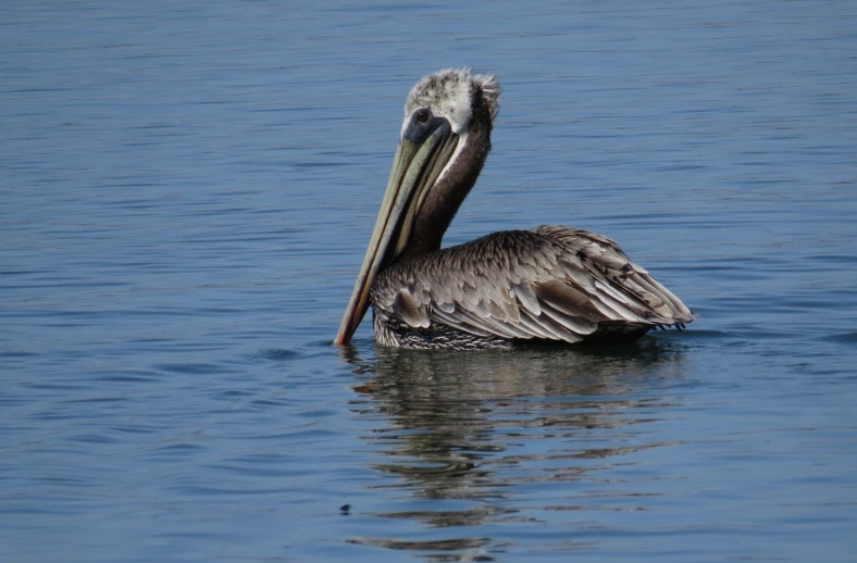 a pelican sits in the water at its nest