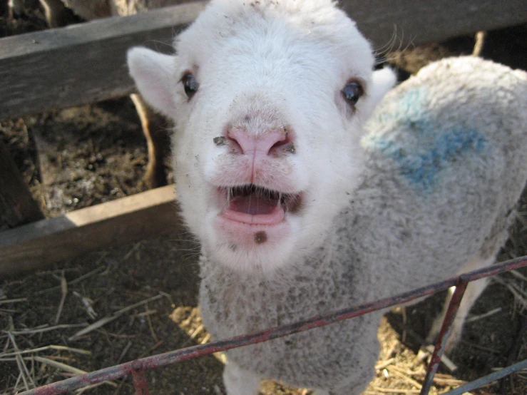 a small lamb pokes it's head through the fence