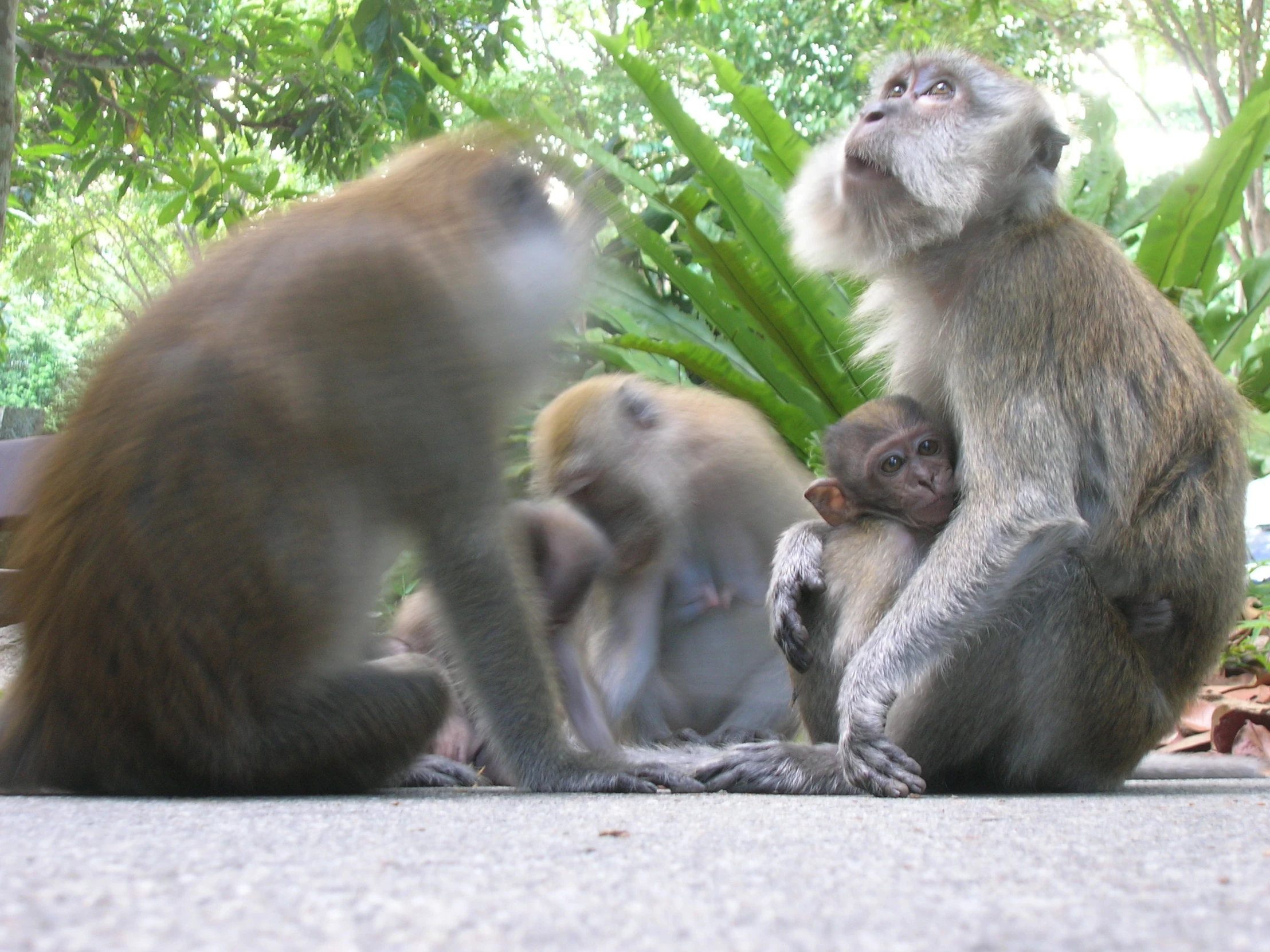 a group of monkeys playing with each other in the sun