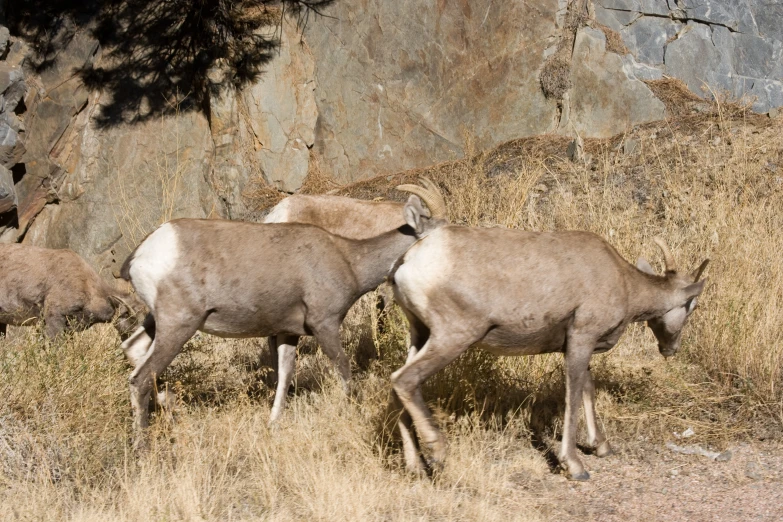 three goats are grazing in the grass together