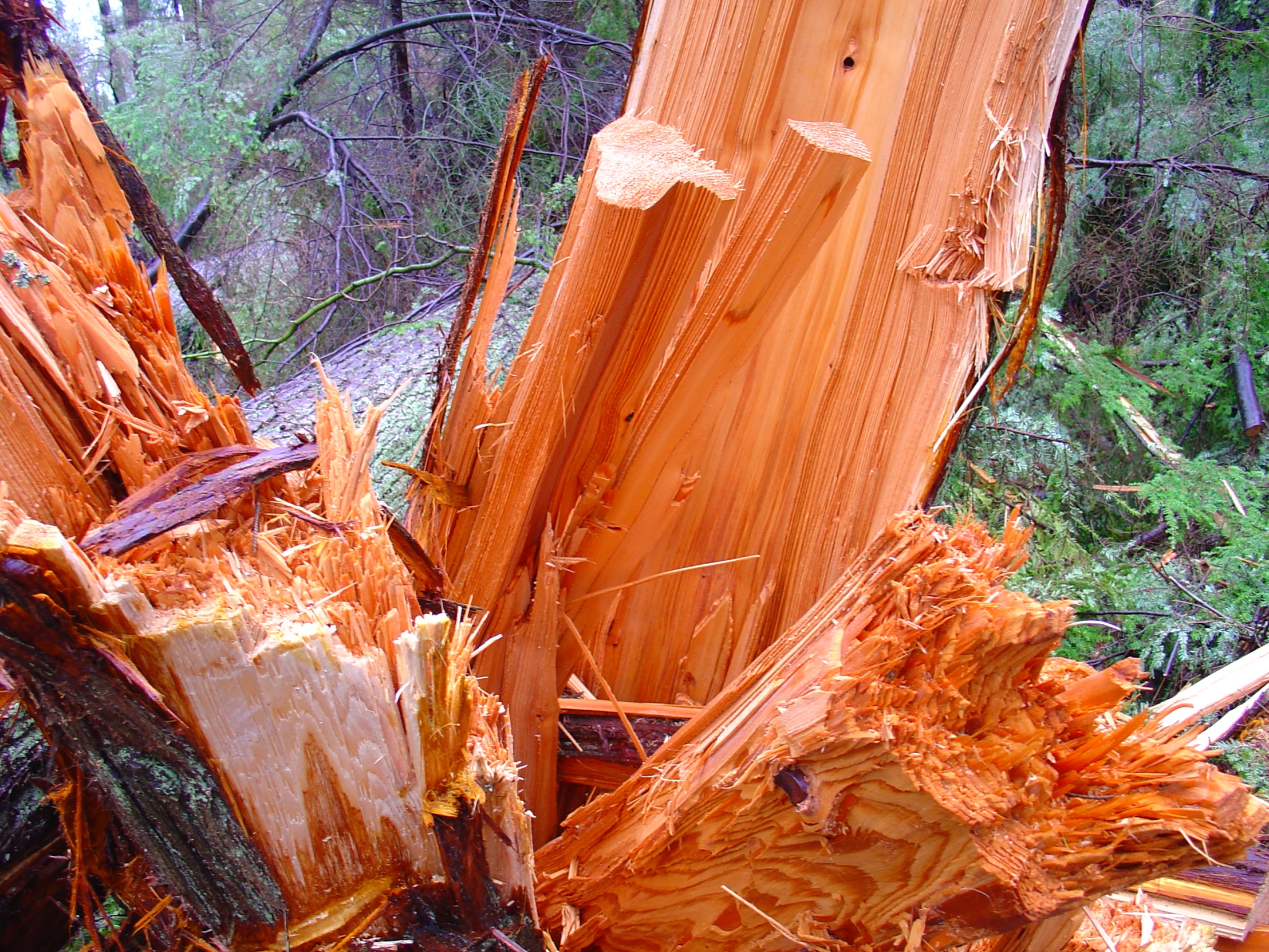 logs are piled in the woods by the forest