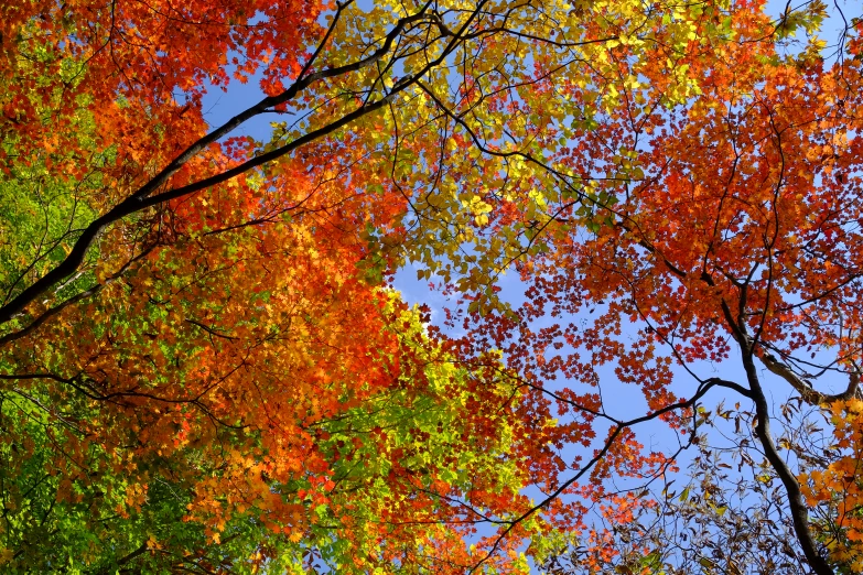 fall trees stand against a blue sky