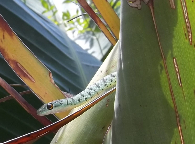 a large lizard sitting on the back of a green plant