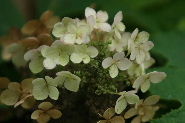 several plants that are on the ground and covered in dirt