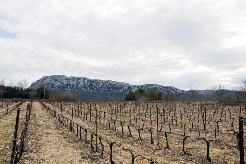 vines growing in an empty field near a mountain