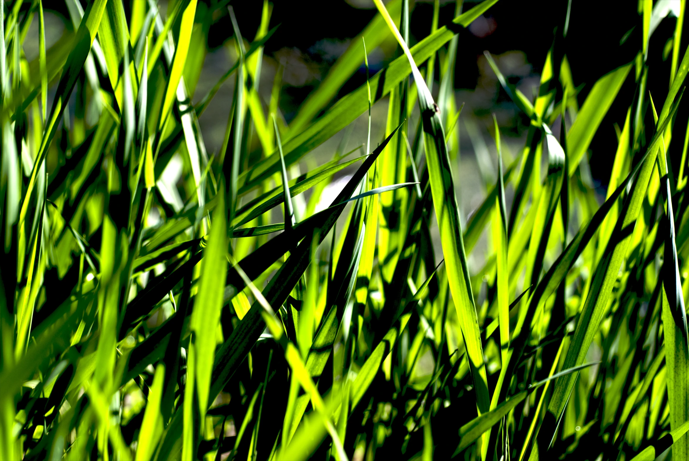 closeup image of a bright green grass